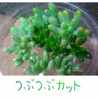 乙女心オーロラ虹の玉　カット苗各３個計９個　多肉植物寄せ植え　つぶつぶ(その他)