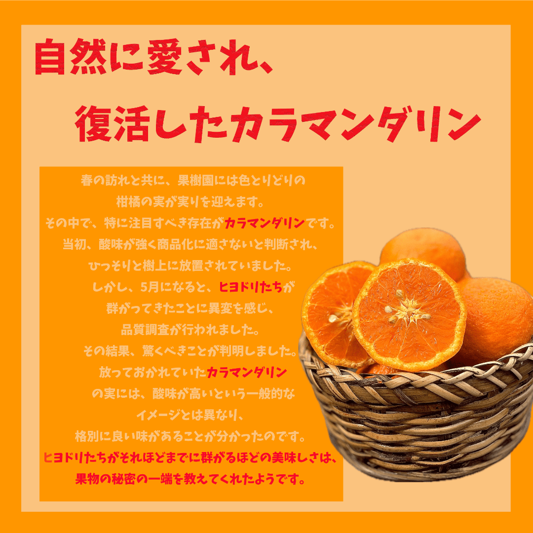 春限定！えひめ県産 ナカジマンダリン🍊3Kg 食品/飲料/酒の食品(フルーツ)の商品写真