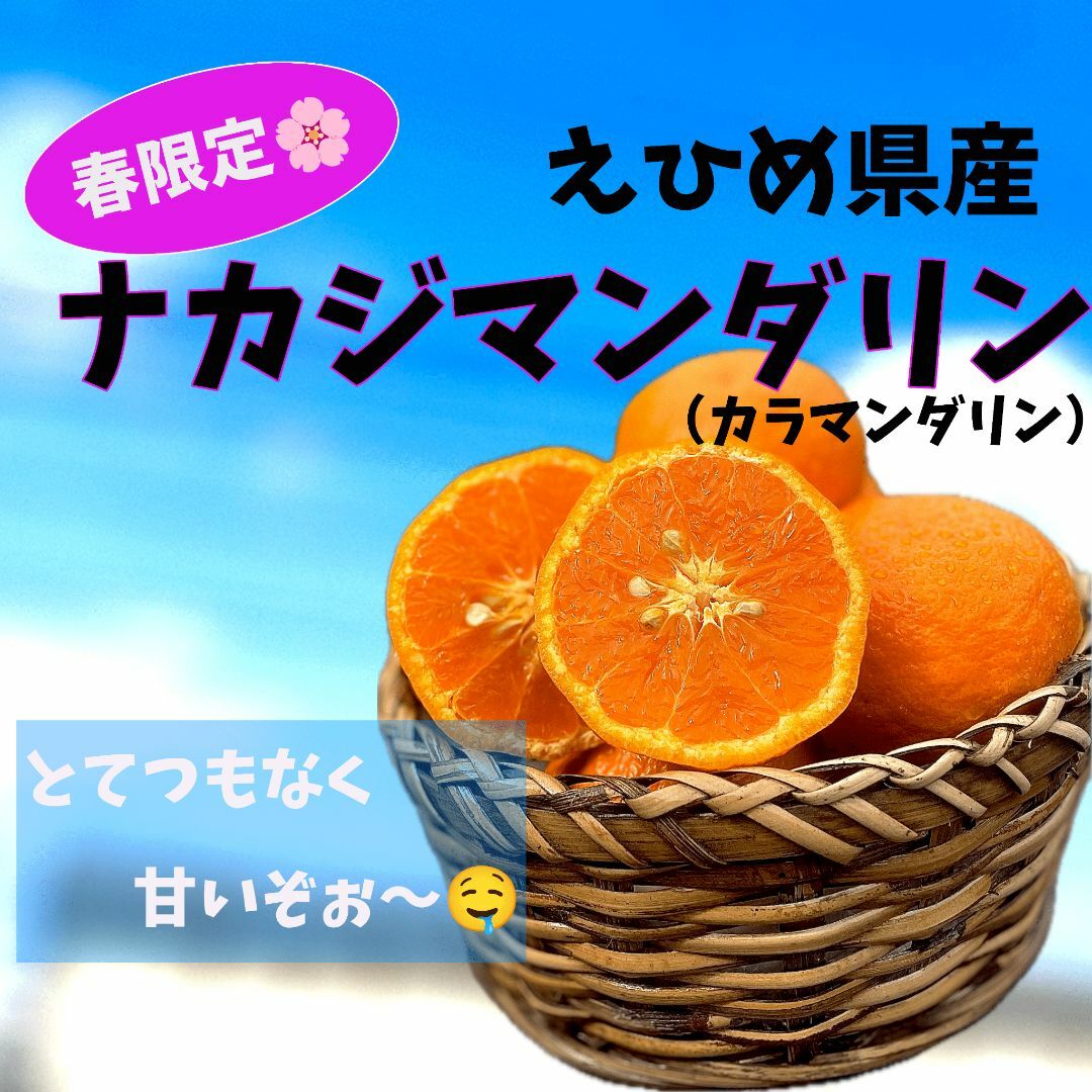 春限定！えひめ県産 ナカジマンダリン🍊3Kg 食品/飲料/酒の食品(フルーツ)の商品写真