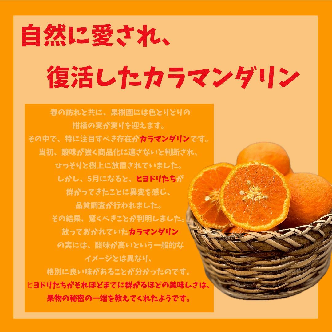 春限定！えひめ県産 ナカジマンダリン🍊3Kg 食品/飲料/酒の食品(フルーツ)の商品写真