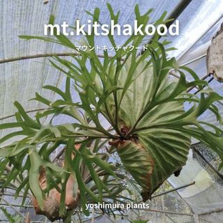 [胞子] mt.kitshakood マウントキッチャクード　ビカクシダ(その他)