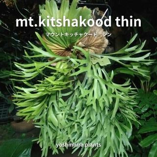 [胞子] mt.kitshakood thin キッチャクード　シン　ビカクシダ(その他)