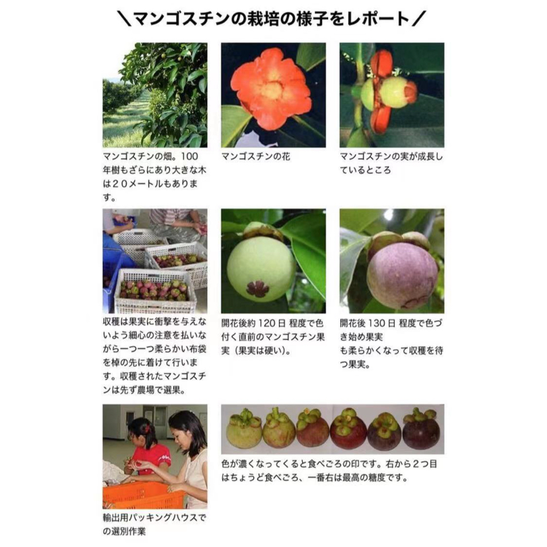 タイ産 マンゴスチン 山竹 食品/飲料/酒の食品(フルーツ)の商品写真