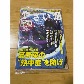 やさい畑　2024年6月号　未開封(その他)