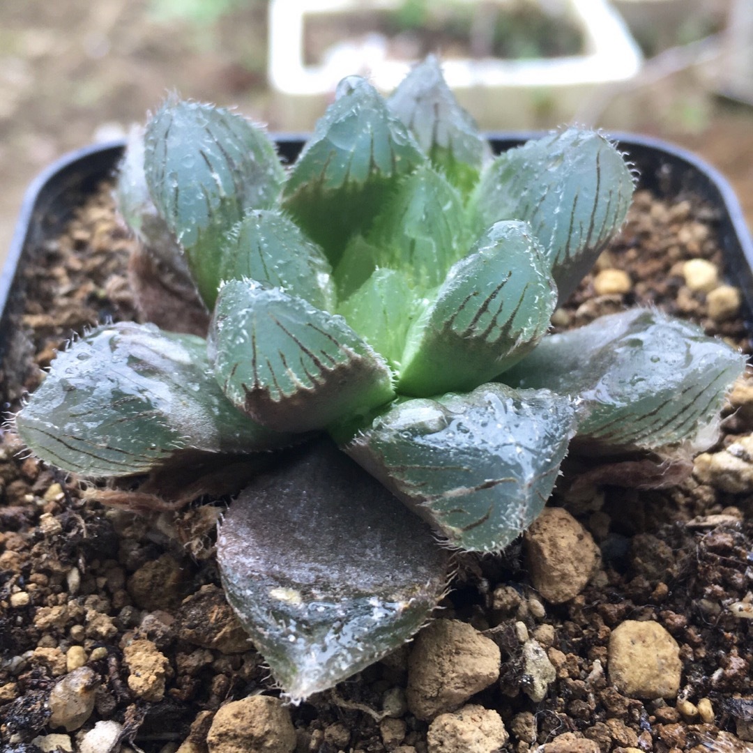 【激安】ノリピア　ハオゃルチア 良株　美株　多肉植物 観葉植物　人気　高品質 ハンドメイドのフラワー/ガーデン(その他)の商品写真