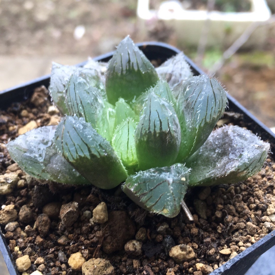 【激安】ノリピア　ハオゃルチア 良株　美株　多肉植物 観葉植物　人気　高品質 ハンドメイドのフラワー/ガーデン(その他)の商品写真