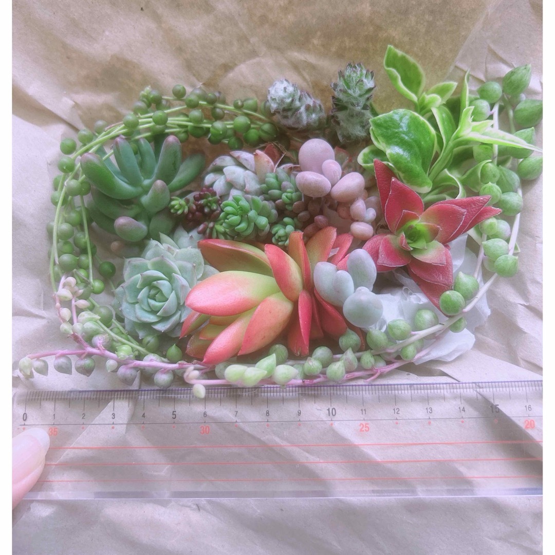 多肉植物 寄せ植え 14種セット ハンドメイドのフラワー/ガーデン(その他)の商品写真