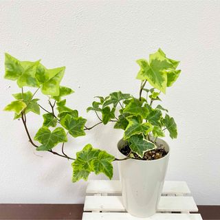 観葉植物 アイビー へデラ 抜き苗 斑入り(その他)