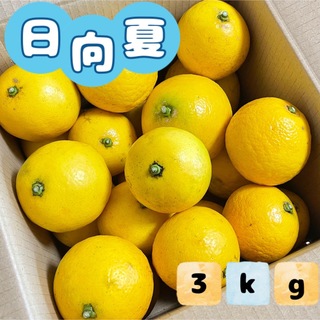 福岡県産とれたて日向夏3kg ニューサマーオレンジ(フルーツ)