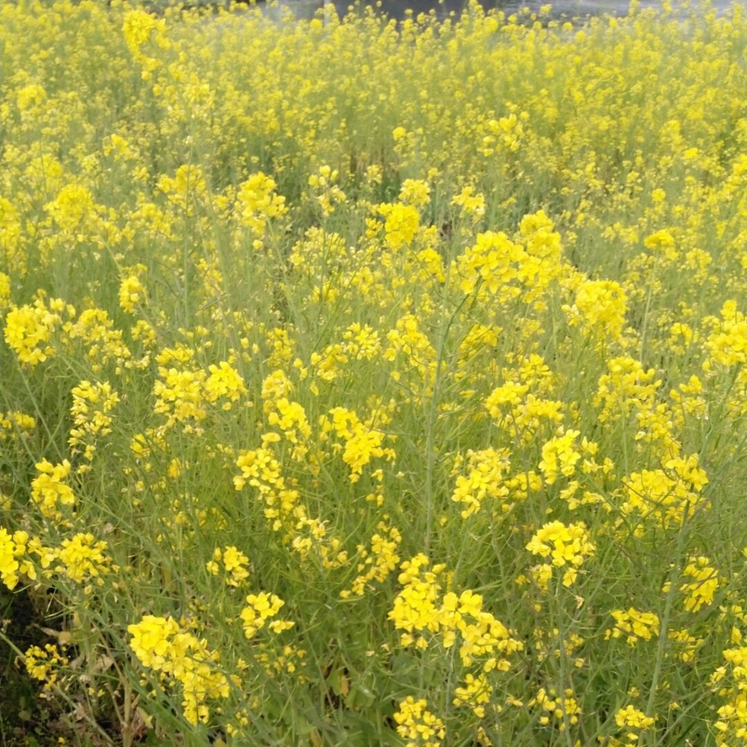 令和5年産特一等米コシヒカリ３０キロ玄米無農薬にて作りあげた、お米 食品/飲料/酒の食品(米/穀物)の商品写真