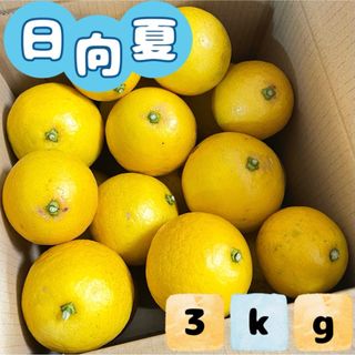 福岡県産とれたて日向夏3kg ニューサマーオレンジ(フルーツ)