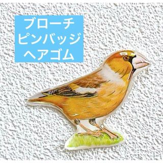 シメ　カワラヒワ　鳥　野鳥　ことり　レジン　ブローチ　チャーム(ブローチ/コサージュ)