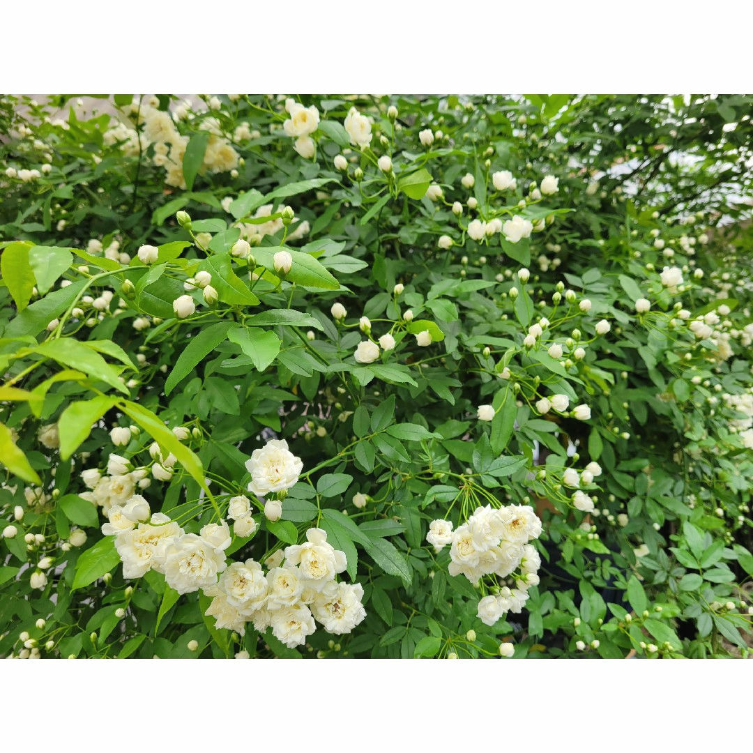 【ご確認用】芳香性　白モッコウバラ ハンドメイドのフラワー/ガーデン(ドライフラワー)の商品写真