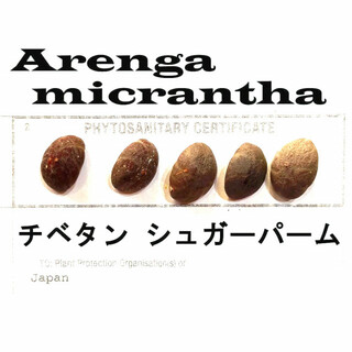 9月入荷 5粒 チベタン シュガーパーム 種子 種子 micrantha(その他)