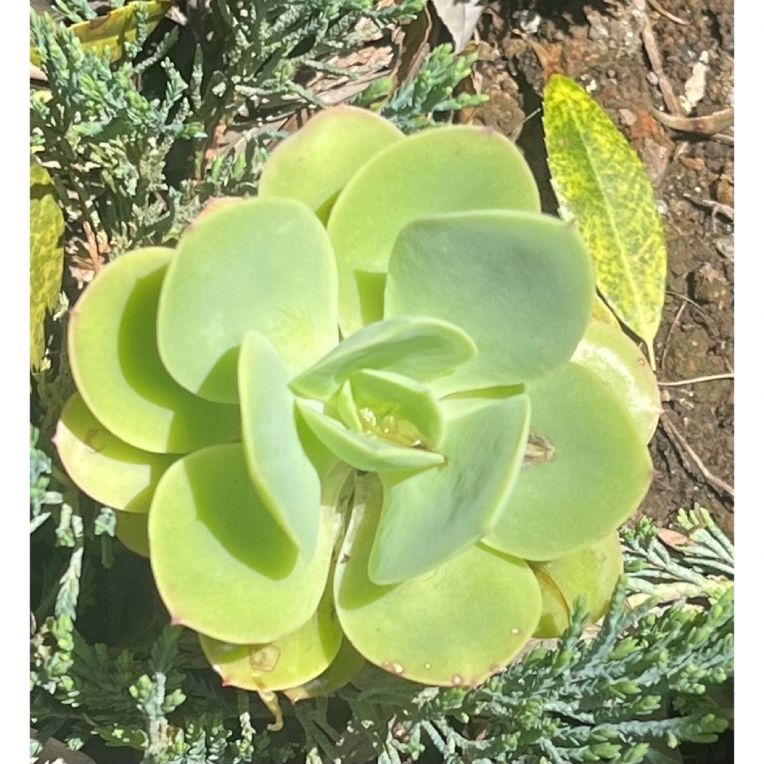 多肉植物 エケベリア 七福神 カット苗7個 ハンドメイドのフラワー/ガーデン(その他)の商品写真