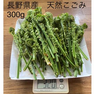 長野県産　天然　こごみ　300g(野菜)