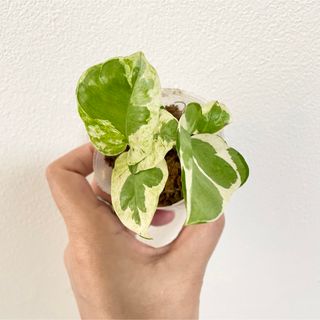 観葉植物 ポトスエンジョイ 斑入り 抜き苗(その他)