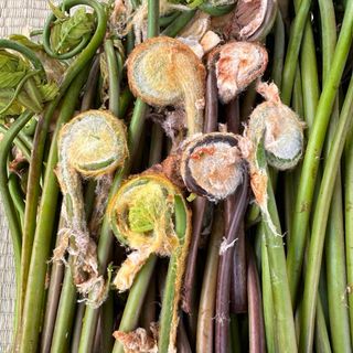 採れたて即日発送生ぜんまい(野菜)