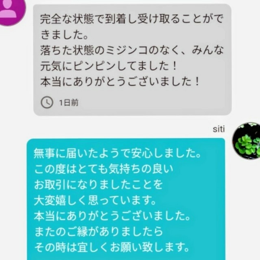 死着は前例がありません★タイリクミジンコ国産生クロレラで爆殖中！飼育水100ml その他のペット用品(アクアリウム)の商品写真