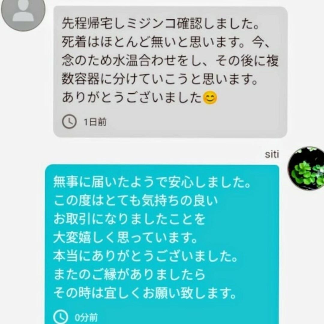 死着は前例がありません★タイリクミジンコ国産生クロレラで爆殖中！飼育水100ml その他のペット用品(アクアリウム)の商品写真