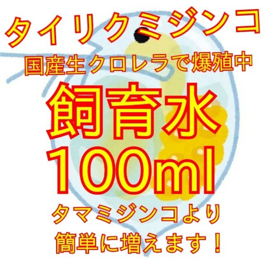 死着は前例がありません★タイリクミジンコ国産生クロレラで爆殖中！飼育水100ml その他のペット用品(アクアリウム)の商品写真