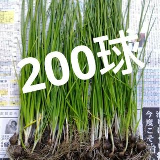 358さま専用(野菜)