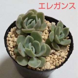 多肉植物　エレガンス　抜き苗