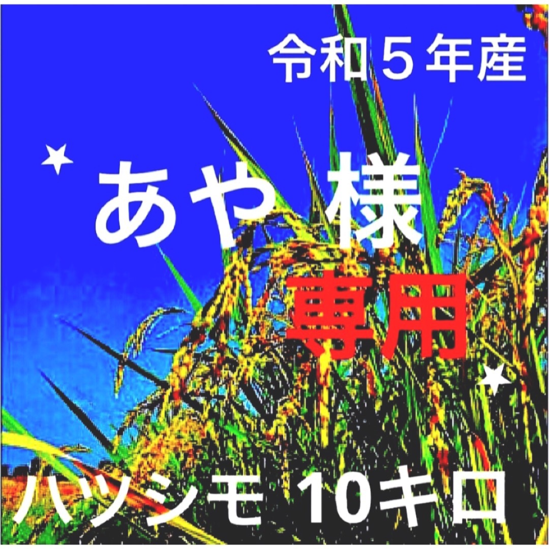 ⭐️あや様専用⭐️R５年✳️５回選別・有機・無添加ハツシモ10キロ 食品/飲料/酒の食品(米/穀物)の商品写真