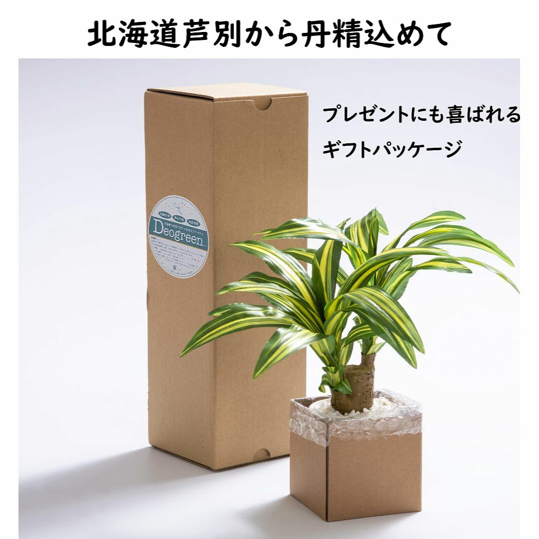 【色:ドラセナ(幸運の木)】日本インソール工業 インテリアグリーン 観葉植物 フ その他のその他(その他)の商品写真