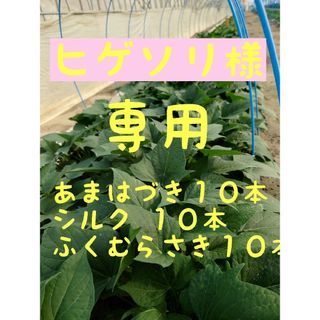 さつまいも苗【あまはづき⭕シルク⭕ふくむらさき各10本】【⭕３か４日着】(野菜)