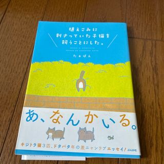 植えこみに刺さっていた子猫を飼うことにした。(文学/小説)