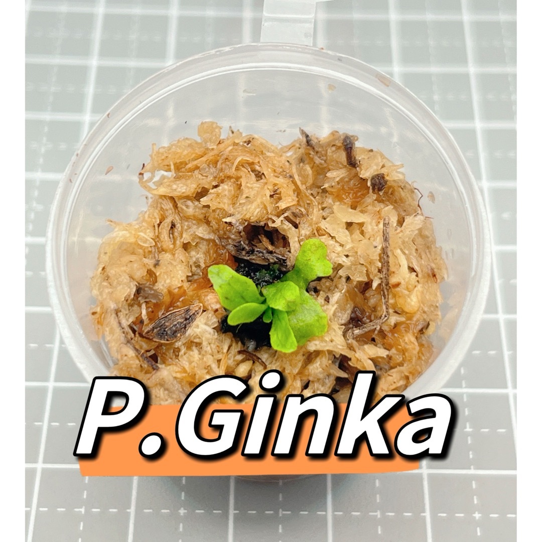 ビカクシダ　p.Ginka 管理番号④ ハンドメイドのフラワー/ガーデン(その他)の商品写真