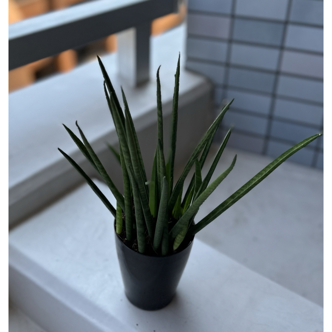 サンスベリア(ミカド)プラ黒ロングポット鉢付き　竹の子の様な新芽が3本成長中❣️ ハンドメイドのフラワー/ガーデン(プランター)の商品写真