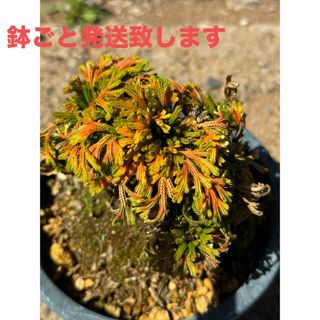 【良品】岩松　イワヒバ　盆栽 山野草　高山植物　⑦(その他)