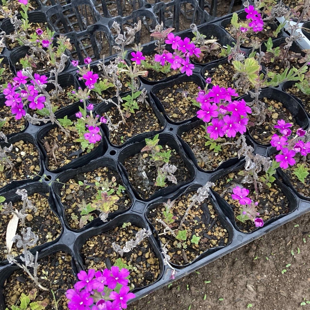 宿根バーベナ　花手毬　はなてまり苗　3苗で３色　鮮やかな赤、紫、ピンク ハンドメイドのフラワー/ガーデン(その他)の商品写真