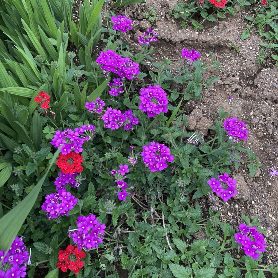 宿根バーベナ　花手毬　はなてまり苗　3苗で３色　鮮やかな赤、紫、ピンク ハンドメイドのフラワー/ガーデン(その他)の商品写真