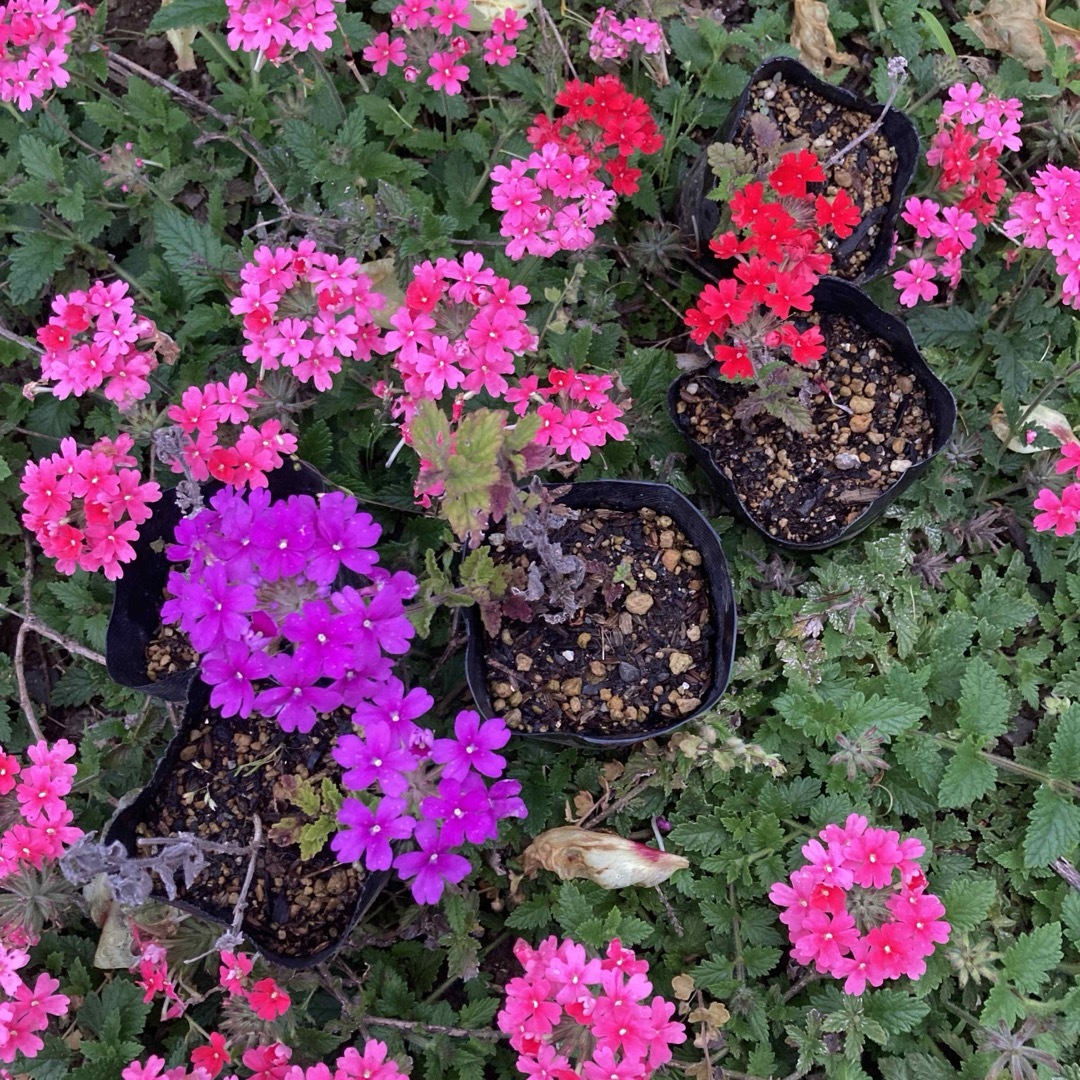 宿根バーベナ　花手毬　はなてまり苗　3苗で３色　鮮やかな赤、紫、ピンク ハンドメイドのフラワー/ガーデン(その他)の商品写真