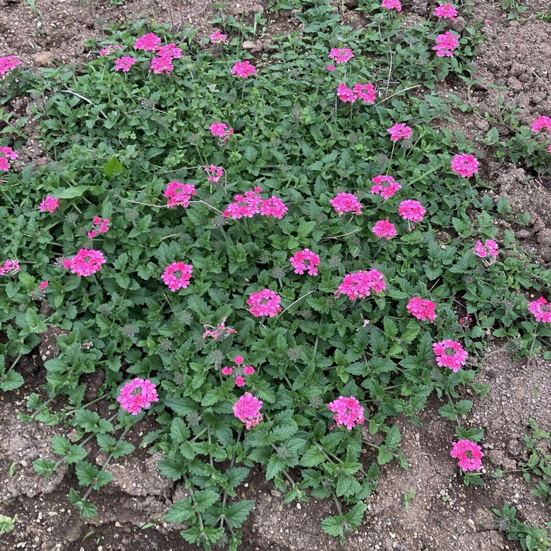 宿根バーベナ　花手毬　はなてまり苗　3苗で３色　鮮やかな赤、紫、ピンク ハンドメイドのフラワー/ガーデン(その他)の商品写真