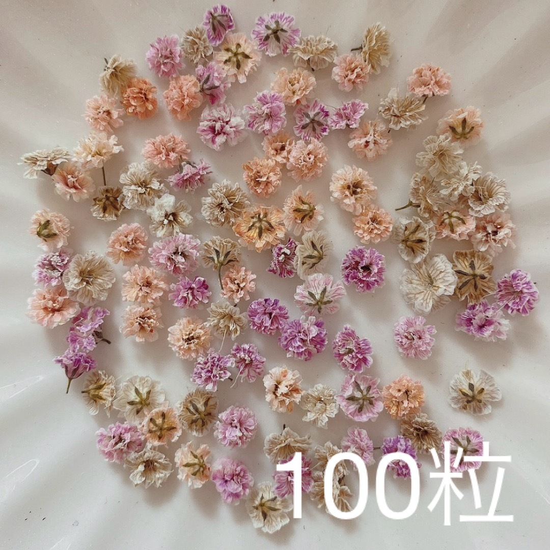 (04)かすみ草ドライフラワー100粒 ハンドメイドのフラワー/ガーデン(ドライフラワー)の商品写真