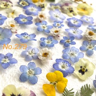 No.279❇︎ドライフラワー花材セット❇︎ネモフィラ❇︎カラフル❇︎S(ドライフラワー)