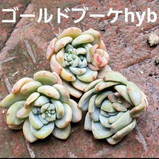 ゴールドブーケhyb♡カット苗 多肉植物  1つ(その他)