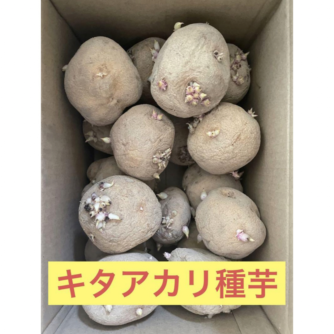 北海道産 じゃがいも 種芋 キタアカリサイズ 2L 2.5kg前後 ハンドメイドのフラワー/ガーデン(その他)の商品写真