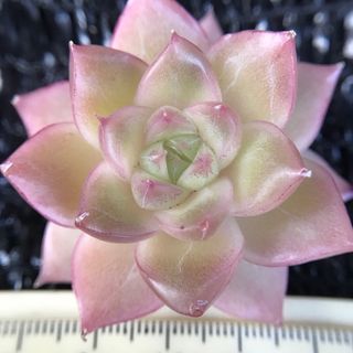 ツヤツヤ　超可愛い　多肉植物　エケベリア　真珠　4cm   抜き苗　1株(その他)