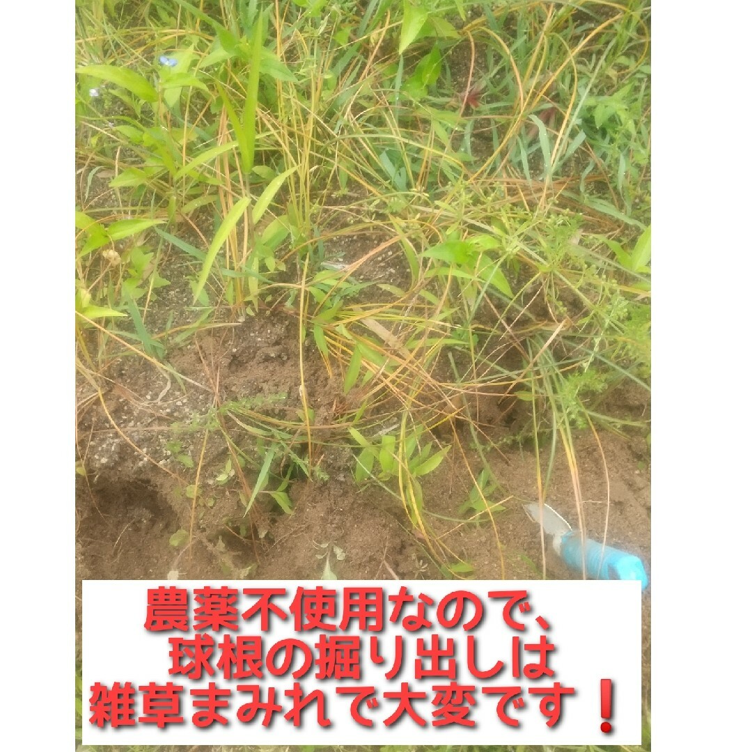 霧島産サフラン球根10球！ インテリア/住まい/日用品のインテリア/住まい/日用品 その他(その他)の商品写真