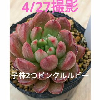 2♥子株2つピンクルルビー♥　根あり　多肉植物(プランター)