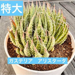 特大！ガステリアアリスタータ根付き抜き苗多肉植物(その他)