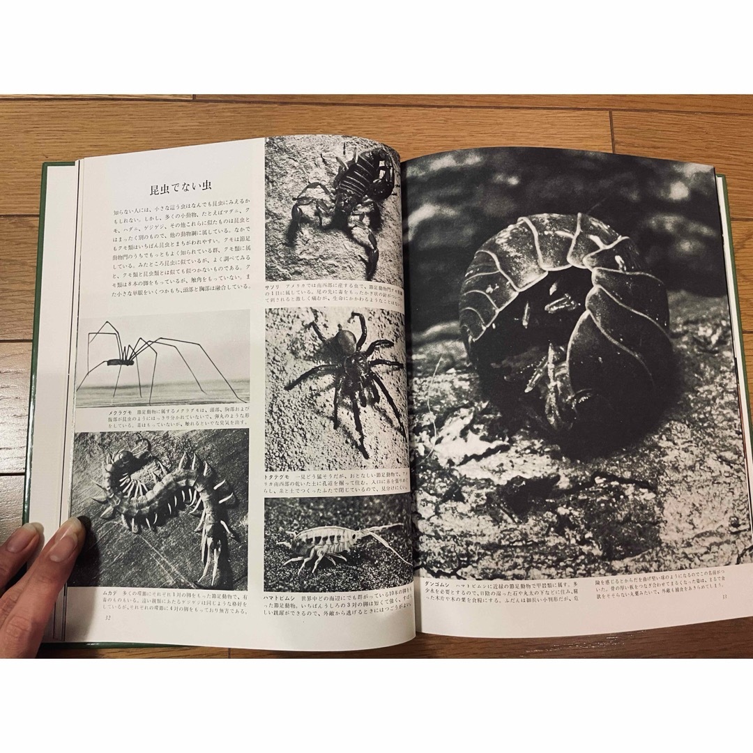 昆虫/動物/植物系 エンタメ/ホビーの本(ノンフィクション/教養)の商品写真