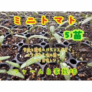 ミニトマト　　5苗　　農薬不使用　［送料無料］(その他)