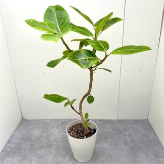 フィカス　アルテシマ　曲がり　11【現品】観葉植物　室内(その他)