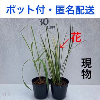 十和田アシ 斑入りセキショウ 2ポットセット④ビオトープ 水生植物 水草水上葉(アクアリウム)